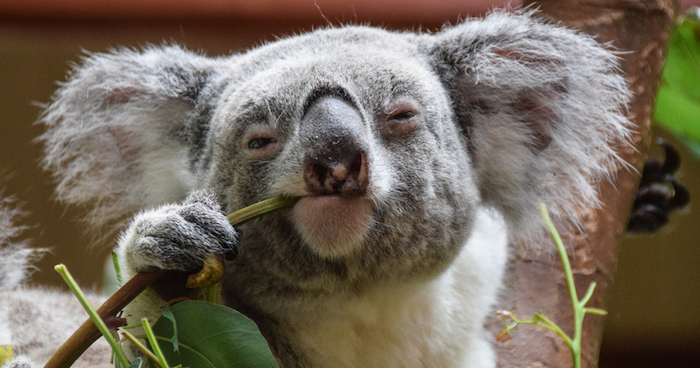 Ciekawostki na temat australijskiego torbacza koala na Joe Monster