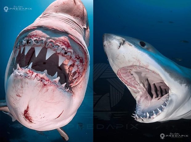 Natura potrafi być przerażająca V - Różnica między atakiem a badawczym ugryzieniem rekina