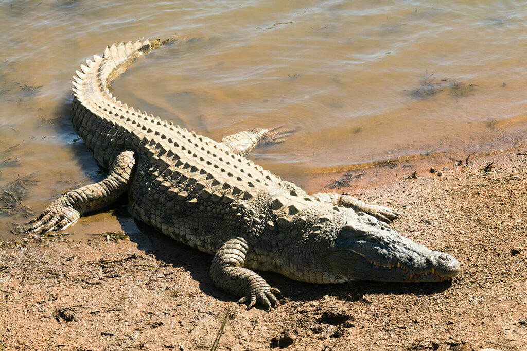 crocodile-Nile-swath-one-sub-Saharan-Africa-Madagascar.jpg