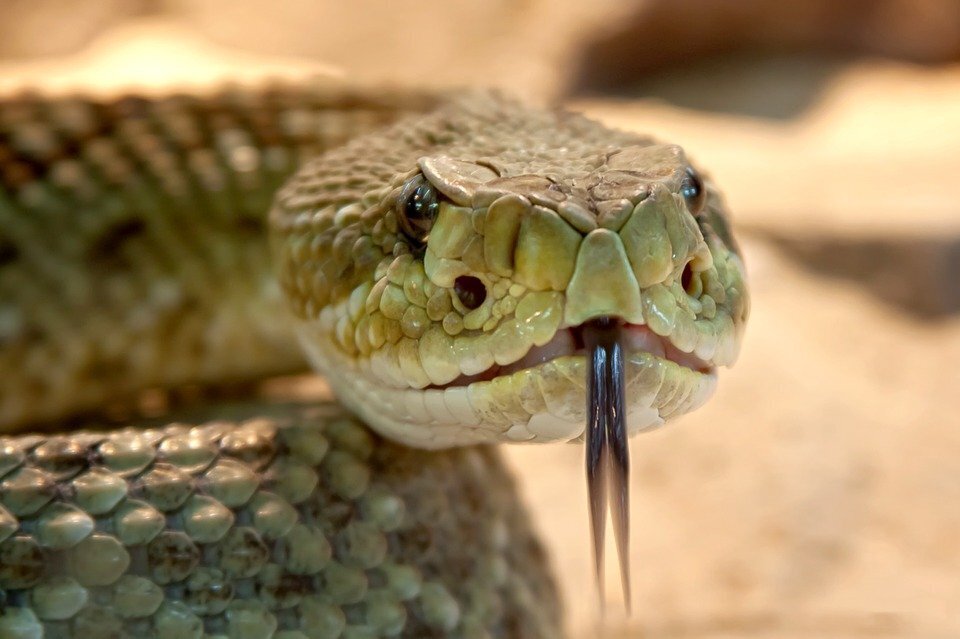 speckled-rattlesnake-653642_960_720.jpg