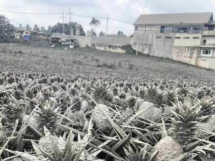 Plantacja ananasów niedaleko wulkanu Taal, który przez prawie cały dzień pluł popiołem. Zdjęcie nie ma nałożonych żadnych filtrów