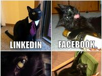 Najnowszy trend społecznościowy w wykonaniu kota