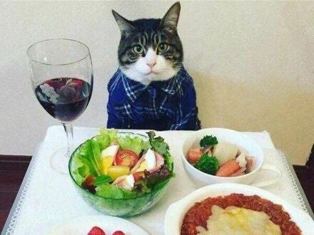 Zdrowy posiłek z kociakiem