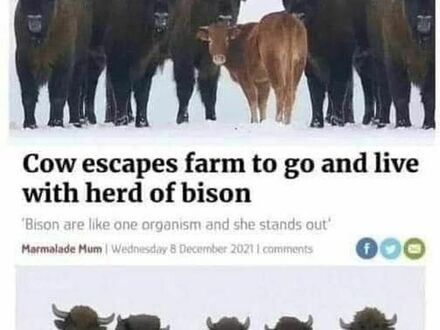 Krowa uciekła i żyje z bizonami