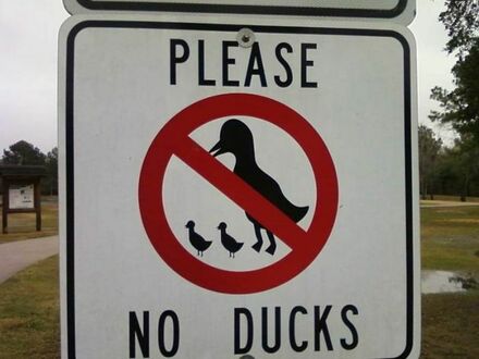 Żadnych kaczek
