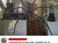 Samica pająka