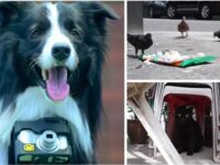 Nikon stworzył kamerę dla psów, która robi zdjęcie kiedy czworonóg się ekscytuje i szybciej bije mu serce