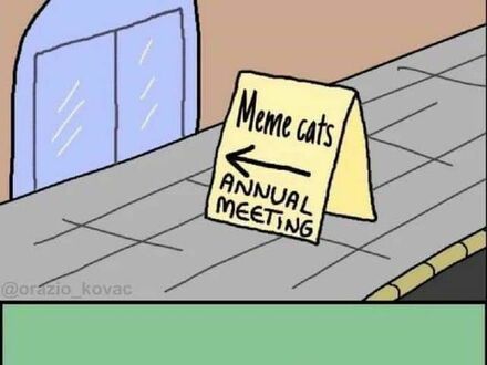 Spotkanie kotów z memów