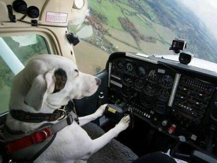 Pilot zawodowy