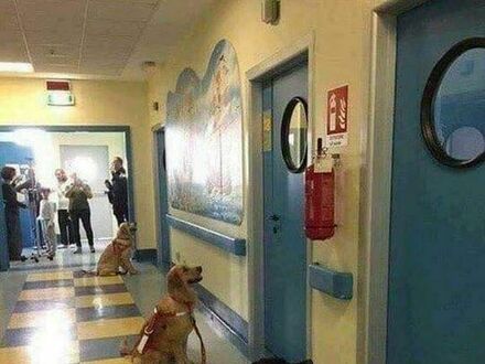 Psy asystujące czekają pod drzwiami sal, w których są chore dzieci, którym dziś poprawią humor