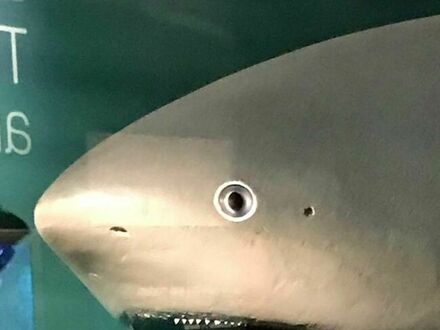 Ten rekin widział straszne rzeczy