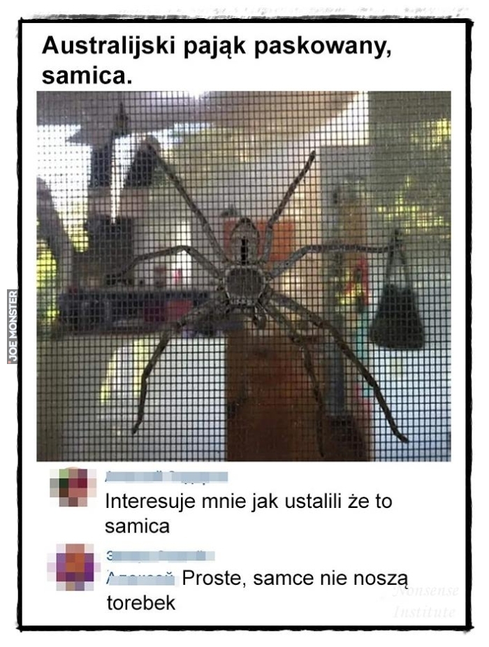 australijski pająk paskowany