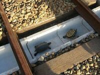 W Japonii pracownicy kolei zbudowali specjalne tunele dla żółwi, aby nie ginęły pod kołami pociągów