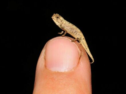 Nano-kameleon, najmniejszy znany gad