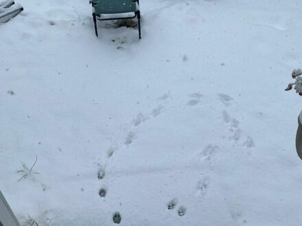 Pierwszy kontakt mojego psa ze śniegiem