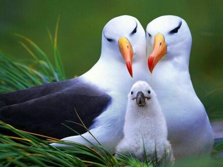Rodzinka albatrosów