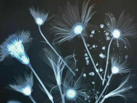 Zdjęcie rentgenowskie kwiatów