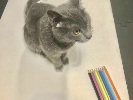 Zaskoczę was... To nie jest rysunek tylko kot siedzący na kartce papieru