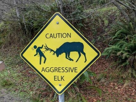 Uwaga na agresywne jelenie