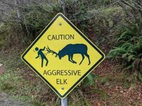Uwaga na agresywne jelenie