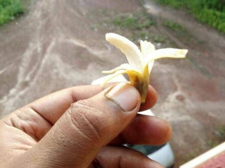 Miniaturowy bananek