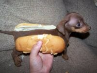 Mały hot-dog