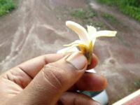 Miniaturowy bananek