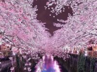 Kwitnąca wiśnia w Japonii