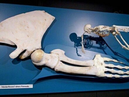 Przednia płetwa wieloryba w porównaniu z całym ludzkim szkieletem