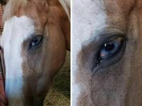 Koń o niebieskich oczach