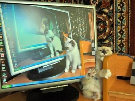 Ewolucja relacji kota z monitorem