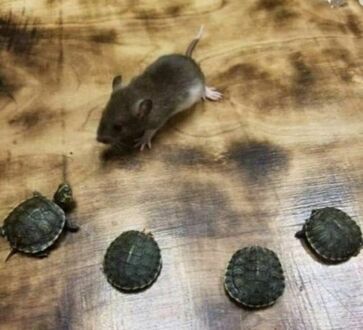 Początek Wojowniczych Żółwi Ninja