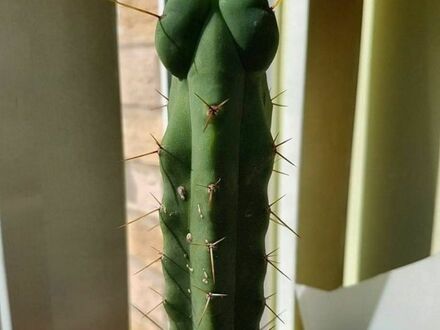 Niegrzeczny kaktus