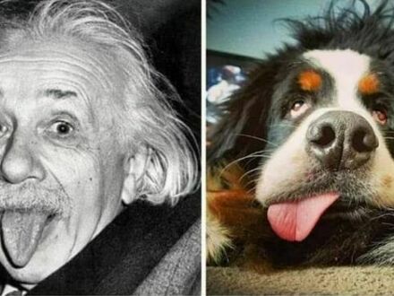 Pies Einsteina