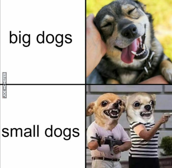 big dogs, small dogs