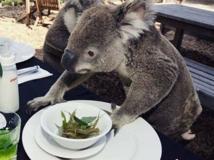 Australijska sałatka zrobiona na specjalne zamówienie