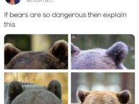 Jeśli niedźwiedzie są takie niebezpieczne, to jak wytłumaczycie to?