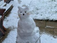Śnieżny kociak