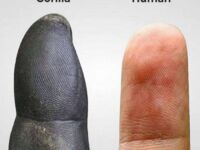 Porównanie palców goryla i człowieka