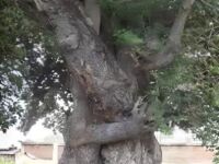 Przytulające się drzewa