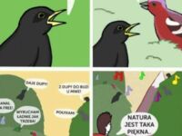 Rozmowy ptaszków