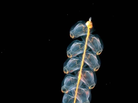 Rurkopław, zwierze żyjące w głębinach oceanów, zdjęcie zrobiono na głębokości 4,5 km