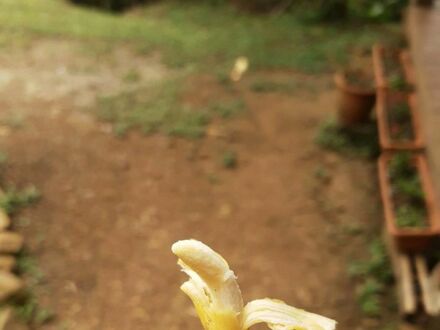 Miniaturowy banan