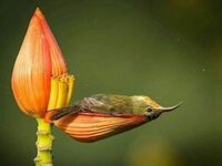 Koliber odpoczywający po opiciu się nektarem