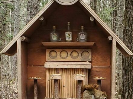 Bar dla wiewiórów