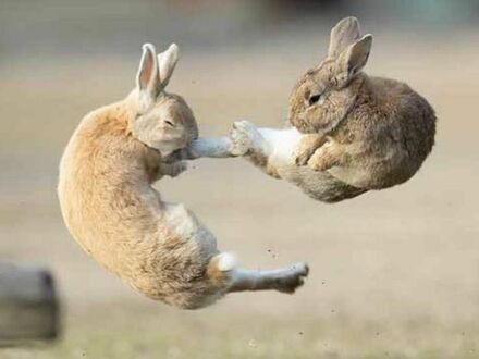 Kung fu królik