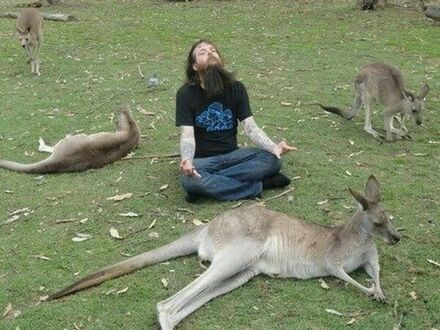 Medytacja z kangurami