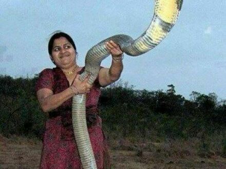 Ogromna kobra królewska