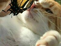 Zabawy kotka z motylkiem