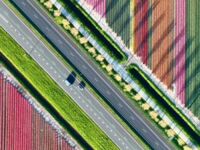 Droga między polami tulipanów w Holandii